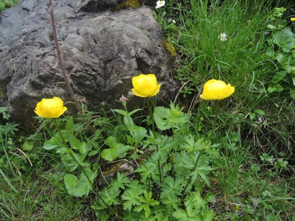 Trollblumen