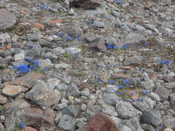 In der botanischen Kampfzone