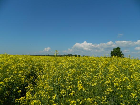 Rapsfeld bei St. Pantaleon
