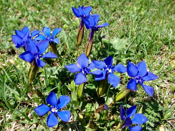 Wiesenenziane