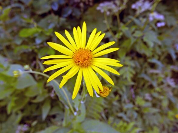 Gemswurz (Doronicum)