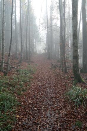 Am Rücken des Dürrenbergs.