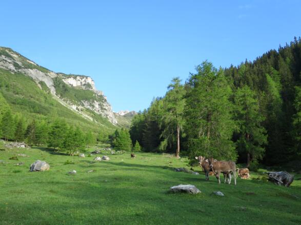 Achtung vor dem Weidevieh.