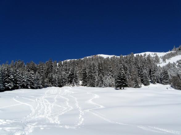 Das Ziel bereits in Sicht (oben oberhalb der Waldgrenze). Vorher geht es aber noch über diese sanften Wiesen aufwärts.