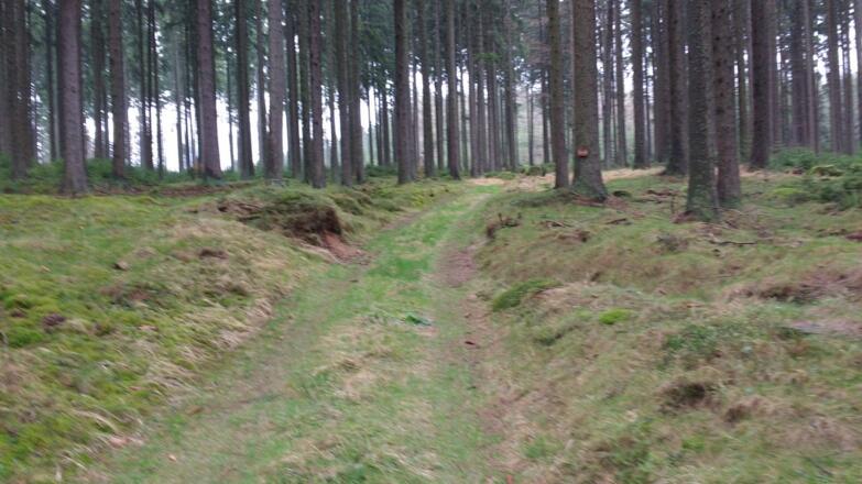 Viel Wald gibt's unterwegs zu sehen