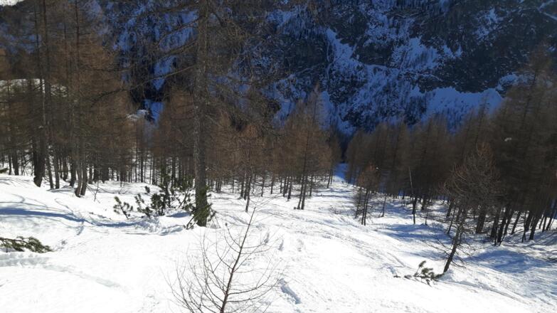 Blick zurück auf den lichten Lärchenwald
