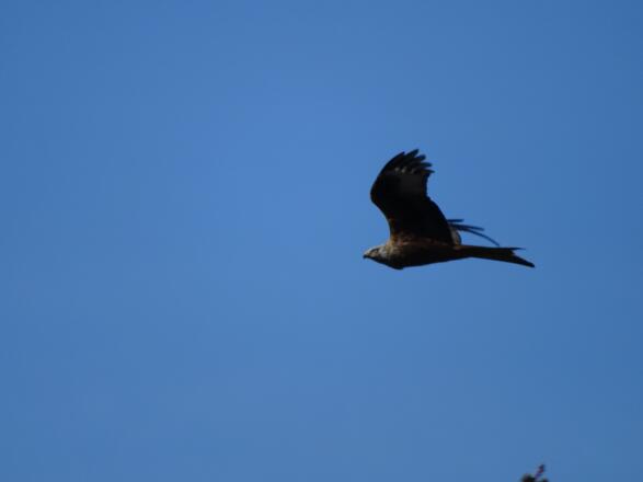 Und nochmals kreist ein Greifvogel über uns