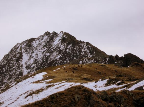 Der  Rest der Herde - Im Hintergrund der Flaurlinger Roßkogel