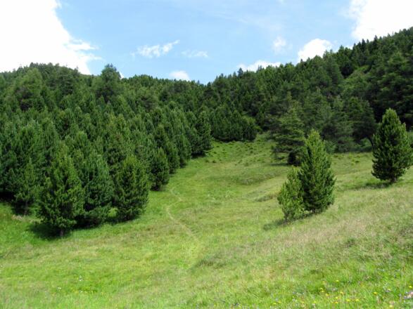 Auf diesem unscheinbaren Wiesenweg kommt man zurück zur Jagdhütte.