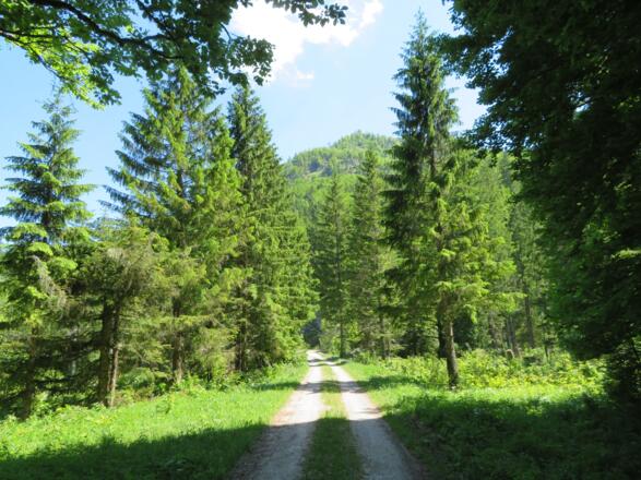 In der Wiesenau