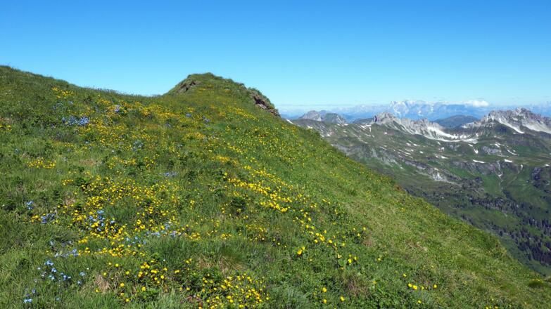 "Blumiger" Reicheschkogel 2413m