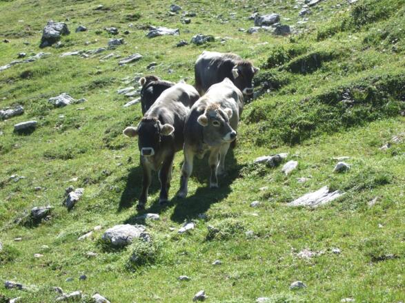 Jungvieh bei der Gamsfreiheit