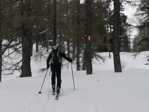 Der Skimarkierung folgen wir durch den Zirbenwald