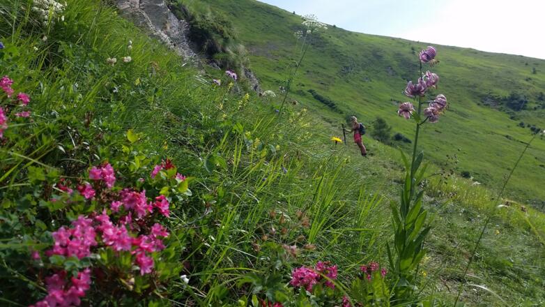 Traumhafte Alpenblumenlandschaft