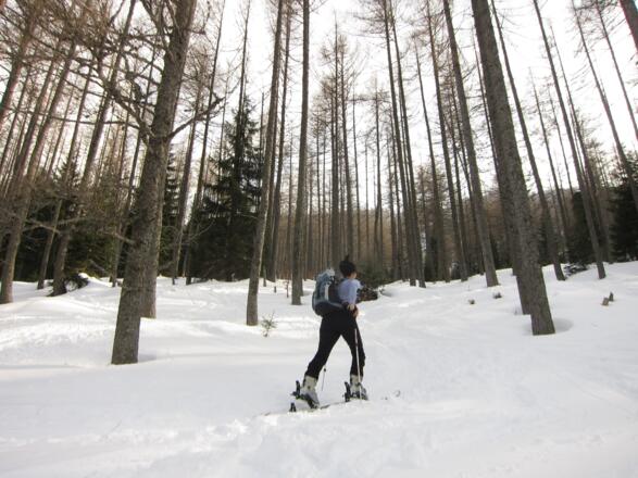 Durch den Wald aufwärts