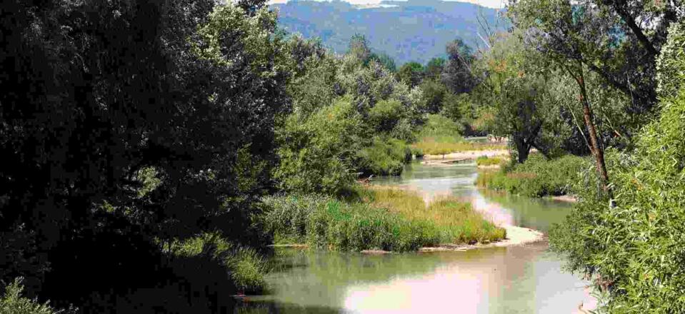 Aschach-Mündung bei Brandstatt