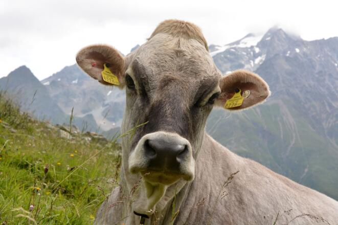 Neugieriger Blick an der Plangeroßalm - im Hintergrund die Hohe Geige
