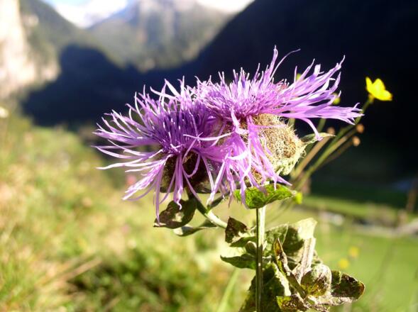 Flockenblumen im Herbst