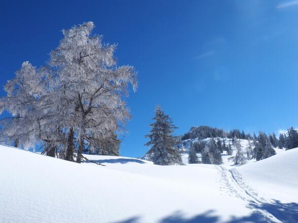 Grat erreicht ~1685m