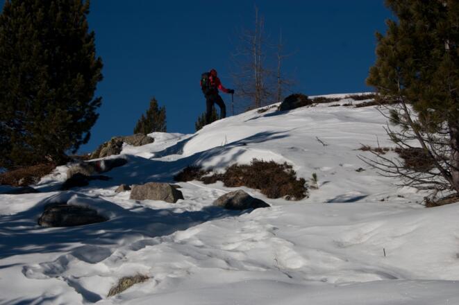 Waldgrenze oberhalb des Staller Sattels