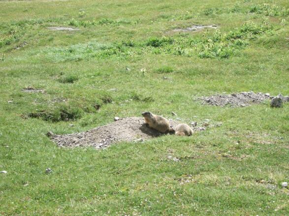 Murmeltiere bei der Göppinger Hütte