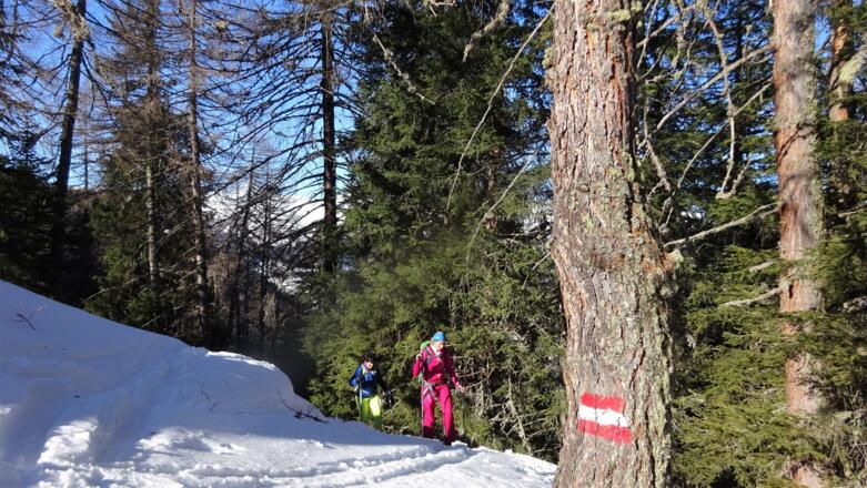 Im Bereich der Waldgrenze, ab ca. 1800 m, ist die Route identisch mit dem Sommerweg zur Ottenspitze.