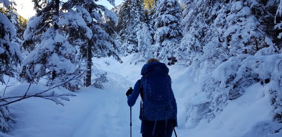 Durch lichten Wald ...