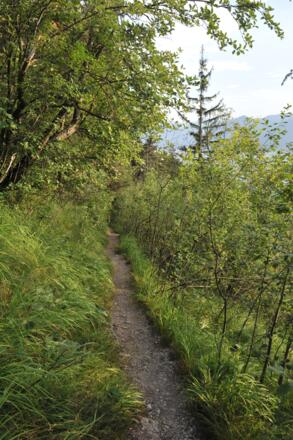 Bergab geht es durch lichten Hochwald