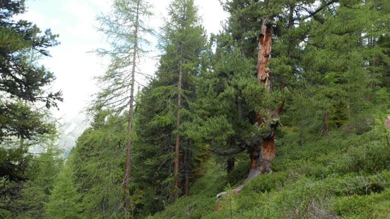 Ein knorriger Baum am Weg