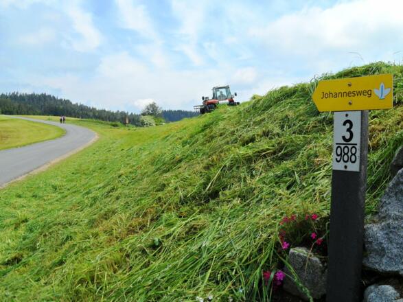 Wegweiser bei Feldern