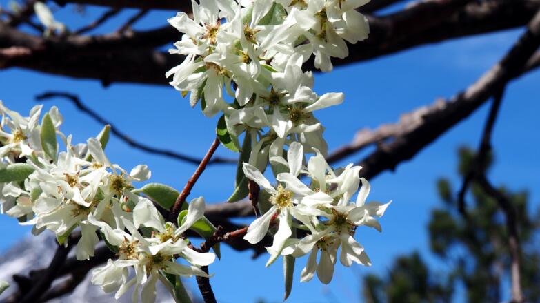Blüte der Felsenbirne
