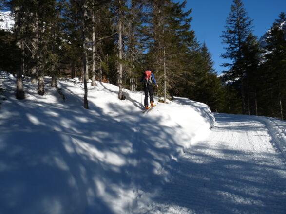 Auf ca. 1420 m zweigen wir linkerhand ab und steigen durch den lichten Wald auf.