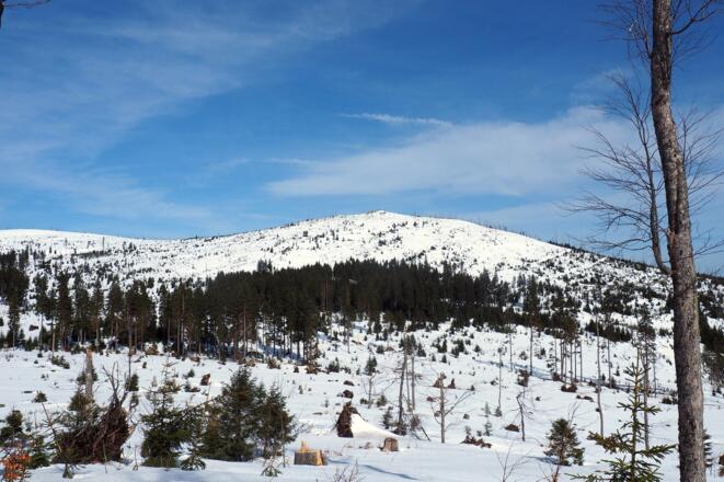 Plöckenstein vom Buchenwaldgipfel 1215m