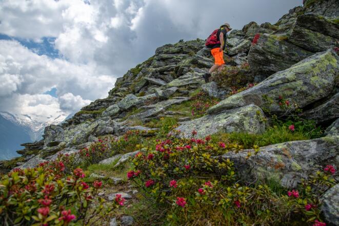 Ab der Gamshütte führt der Steig durch den Alpenrosen-reichen Hang.