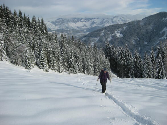 schöne Waldschneisen