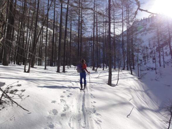 ab der Ochsenbodenhütte geht es im Lärchenwald hinauf