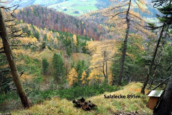 Salzlecke ~895m am Gratrücken