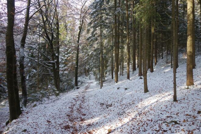 schöne Waldwege