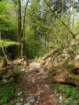 Der Waldweg entlang des Baches führt zum Dorngraben.