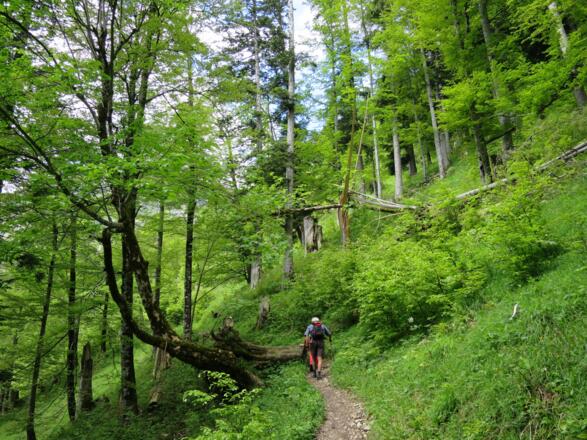 ... führt der Weg durch den nach oben hin lichter werdenden Wald.