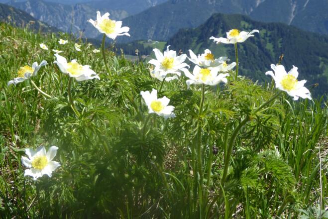Narzissenblütige Annemone
