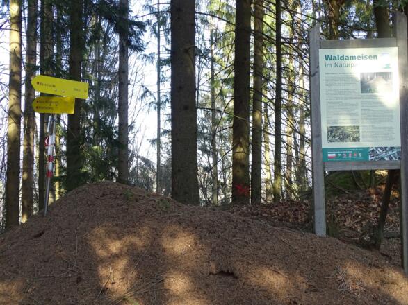 Am Ameisenhaufen biegen wir nach links ab und folgen den Trittspuren hinauf zur Bärenlucken