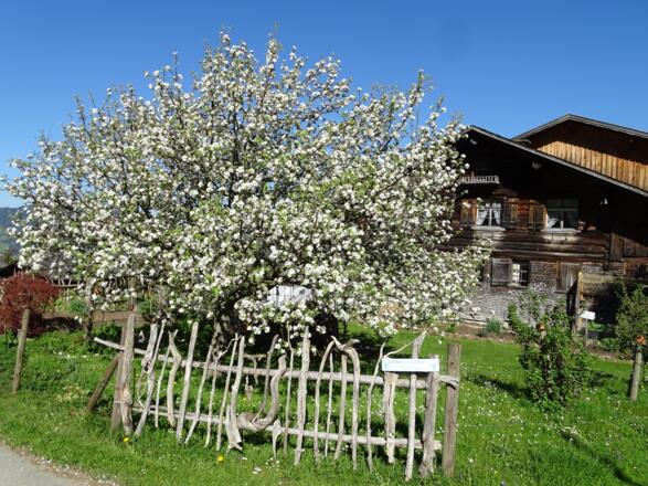 Alles beginnt zu sprießen