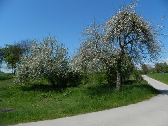 blühende Äpfelbäume bei Eizendorf