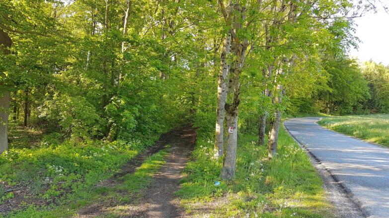 Wieder rein in den Wald