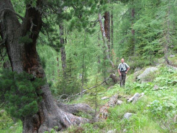 Zirben und Lärchen bestimmen das Landschaftsbild