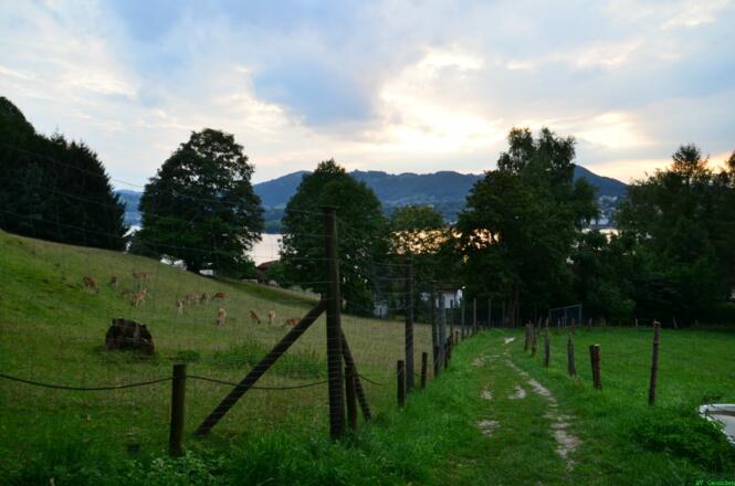 Rückblick über den Traunsee zum Grasberg