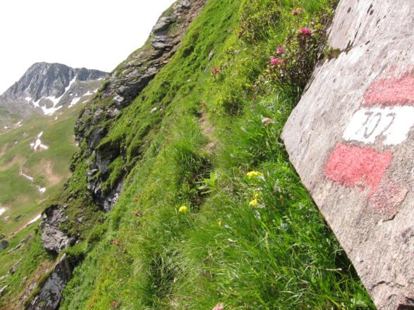 Am Weg zum Murtörl (05.07.2016)
