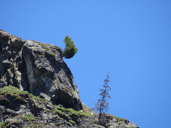 hartnäckige Überlebenskünstler