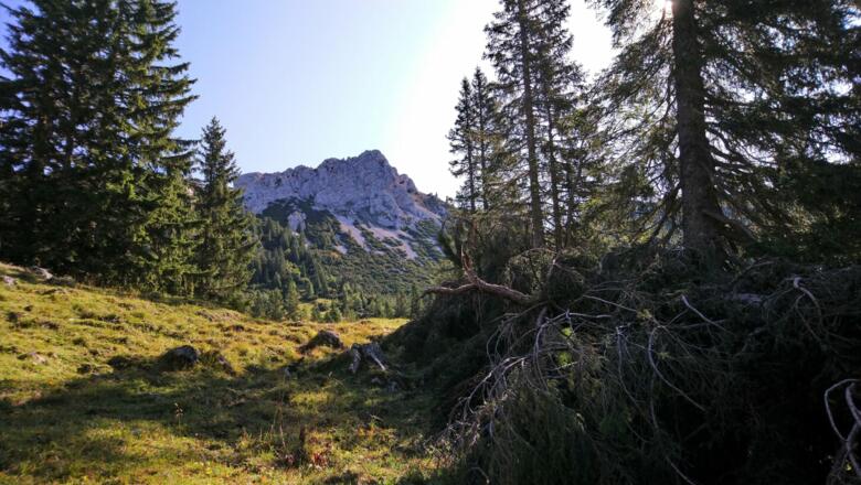 Seichenkopf
